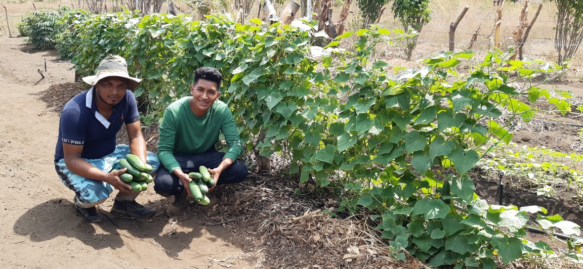 Farmers harvesting vegetables at the farm