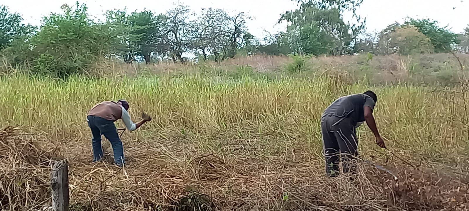 Farm workers tending to crops