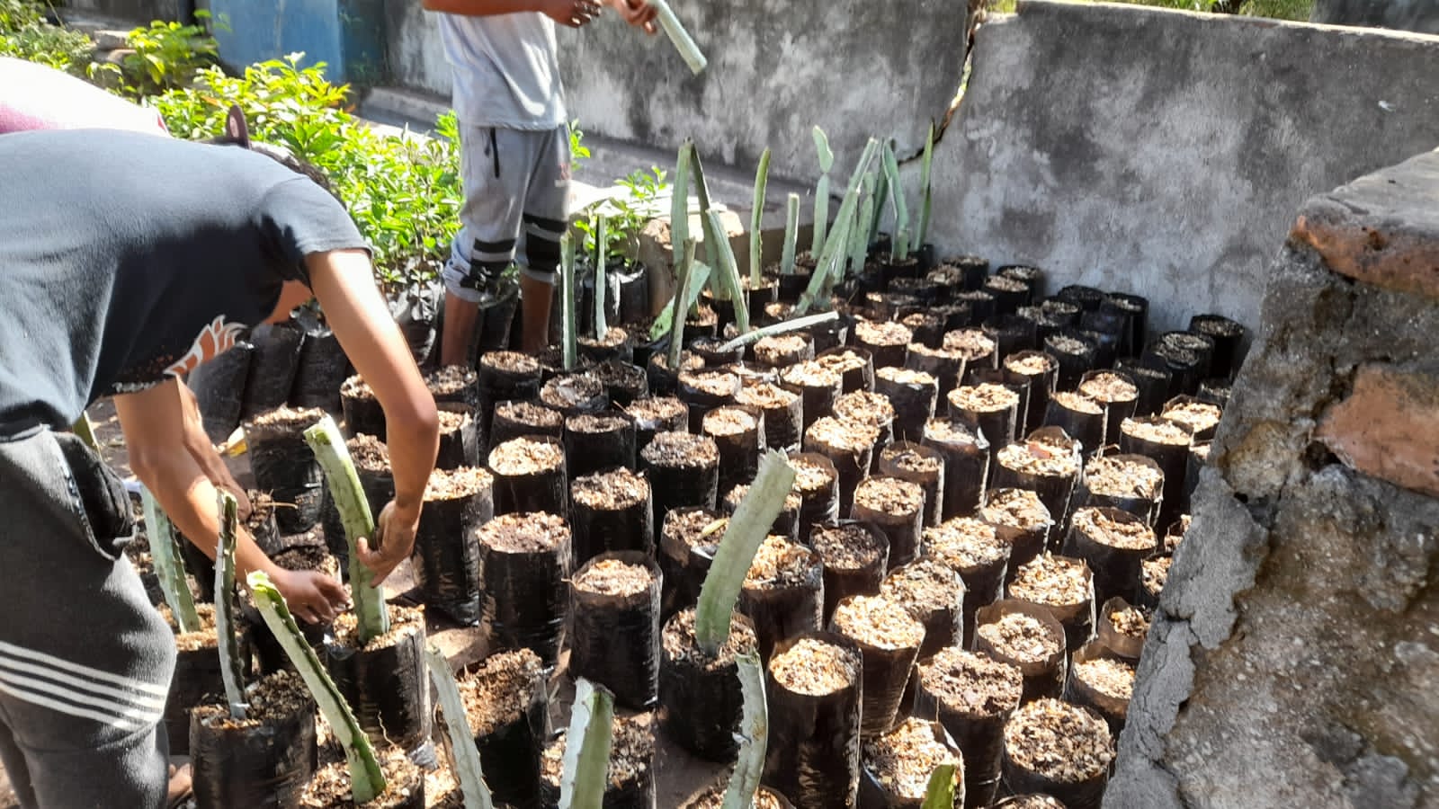 Family learning to plant vegetables in their home garden